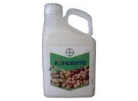 Консенто